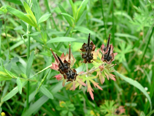 {Geranium carolinianum}